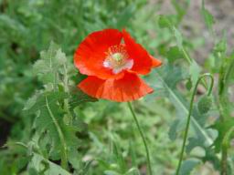 Flower and weed.JPG